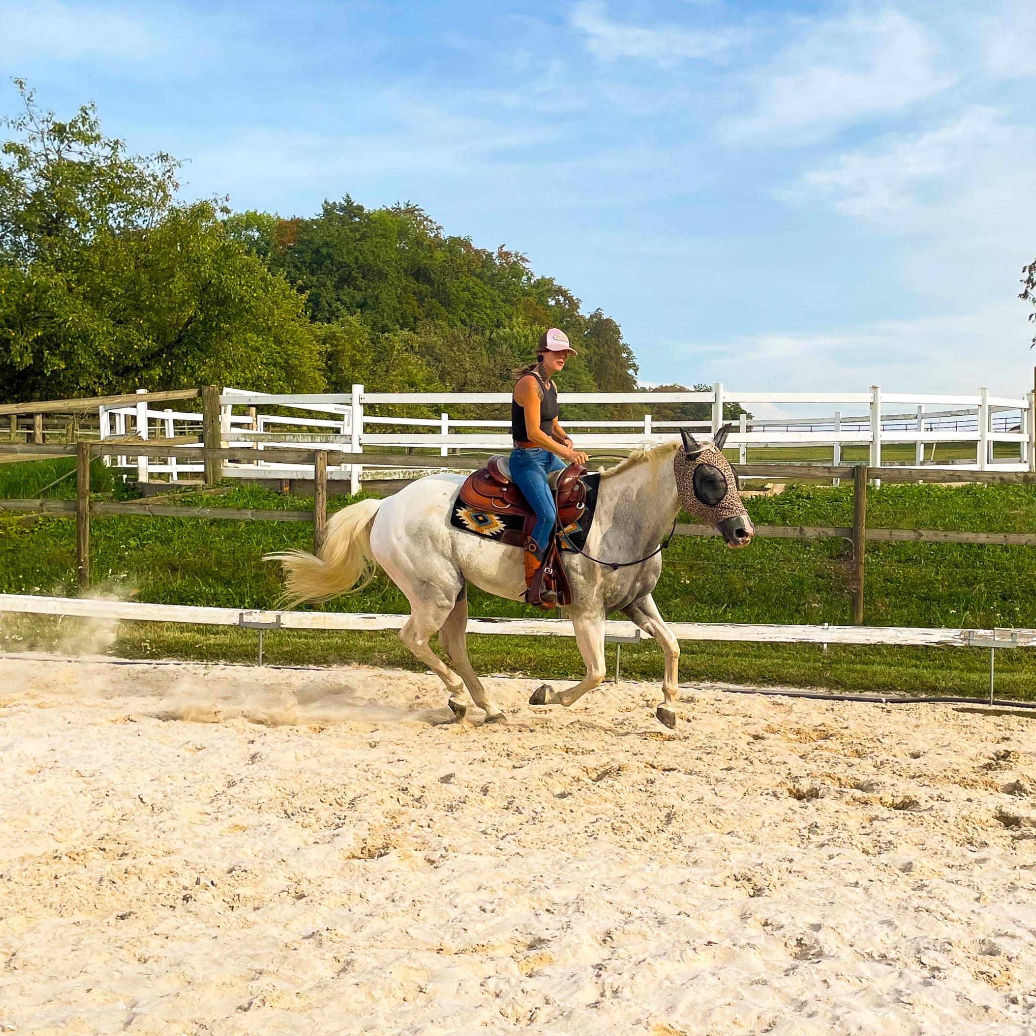 Reitunterricht — Longieren und Sitzlonge